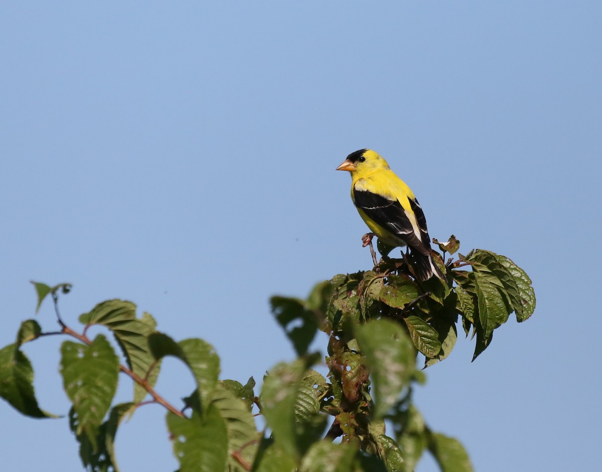 American Goldfinch - ML621942403
