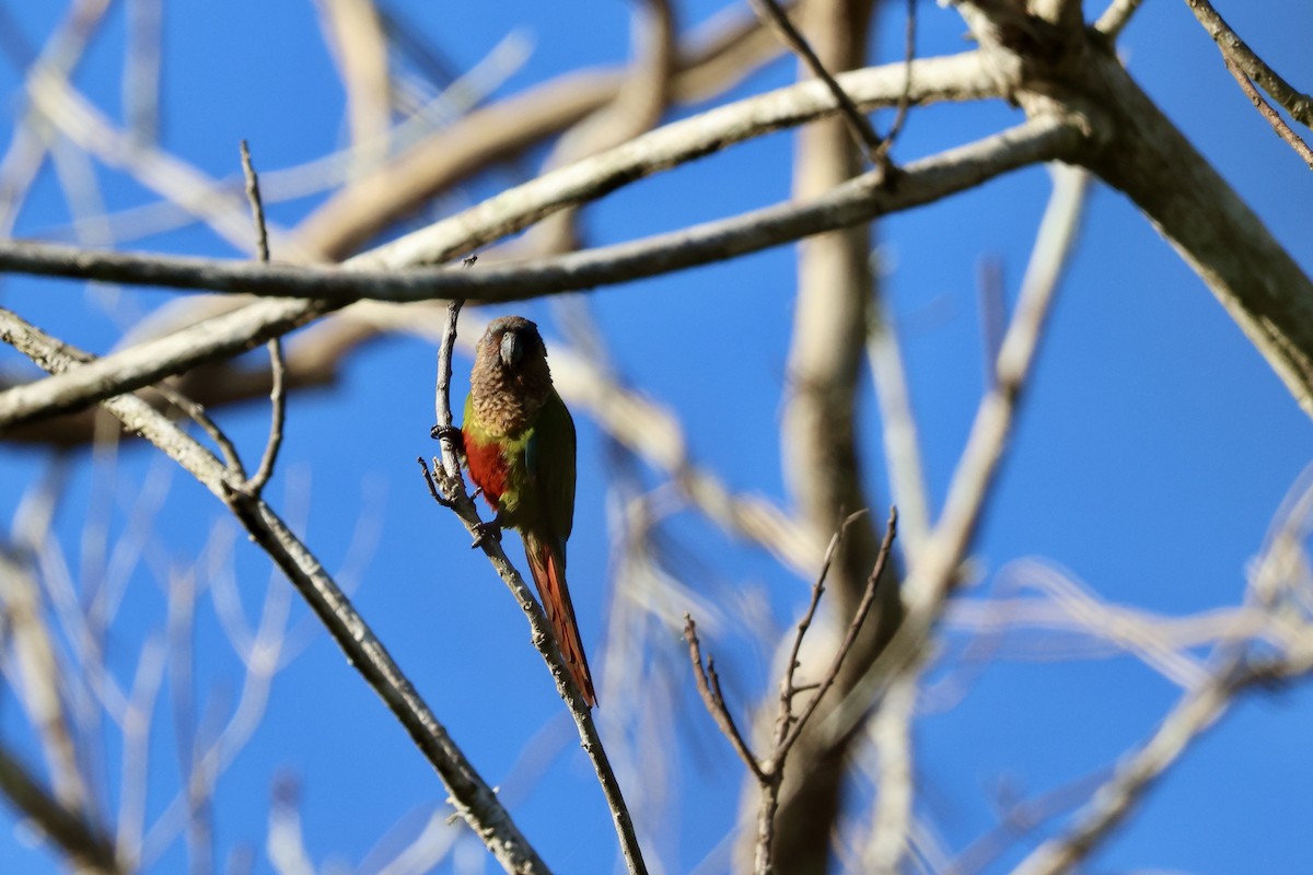 Santarem Parakeet - Steve Tattersall