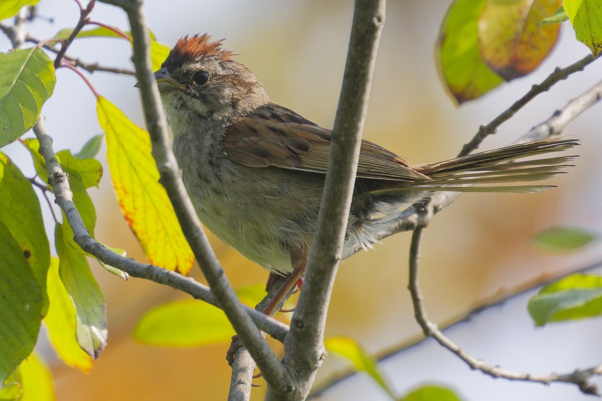 Swamp Sparrow - ML621942641