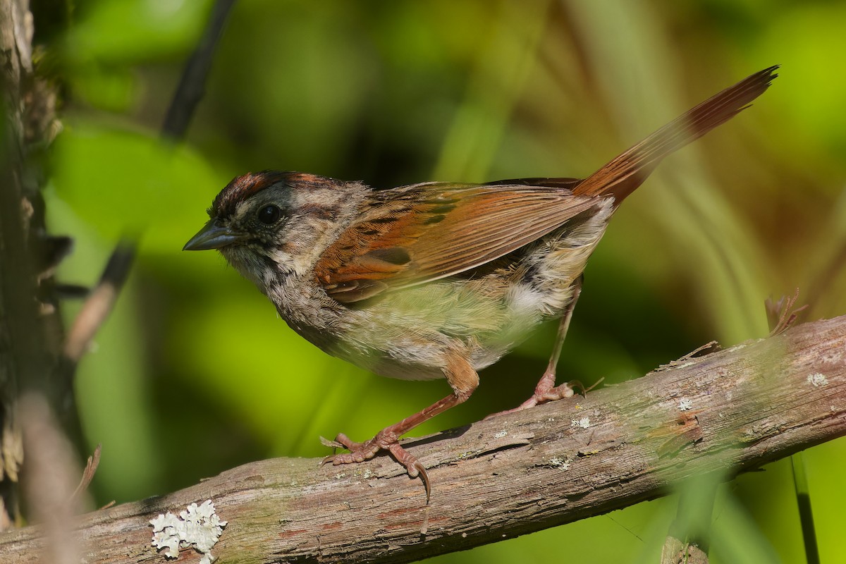 Swamp Sparrow - ML621942642