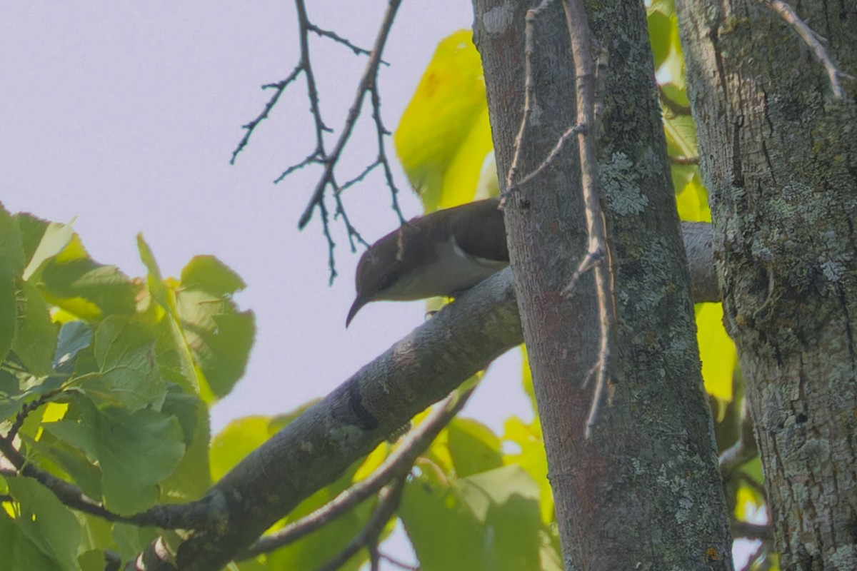 Black-billed Cuckoo - ML621942651