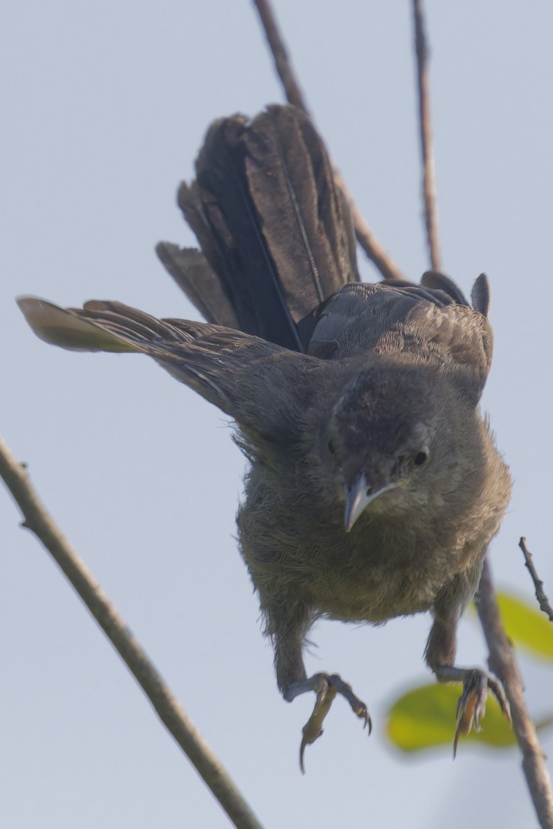 Gray Catbird - ML621942680