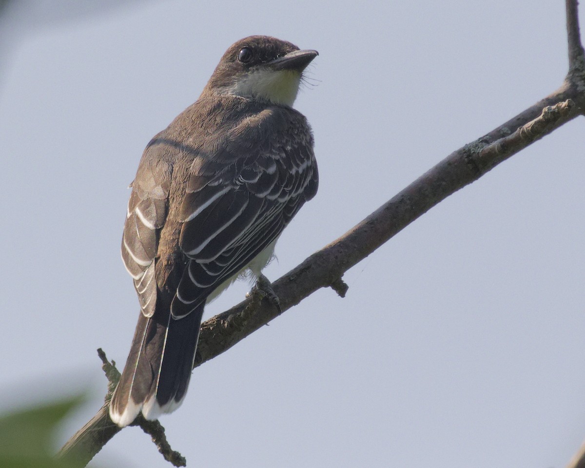 Eastern Kingbird - ML621942692