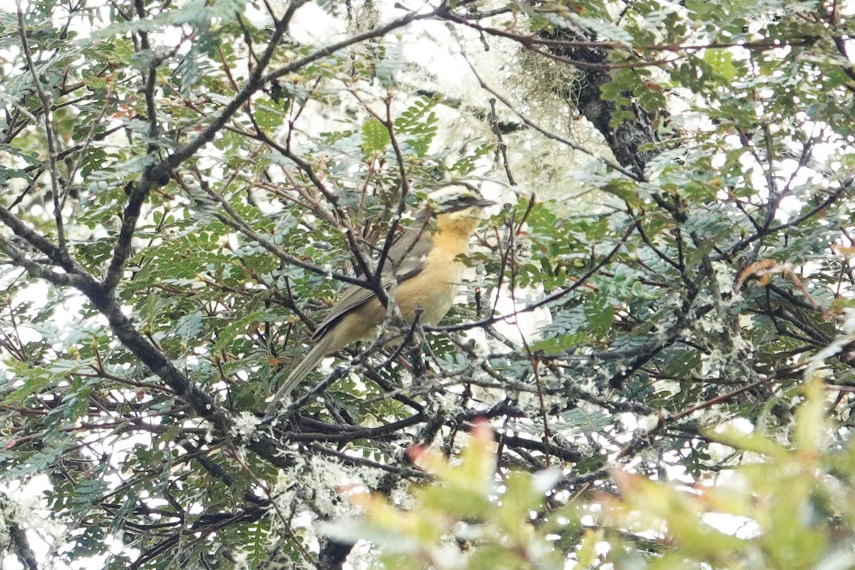 Three-striped Hemispingus - Toby Holmes