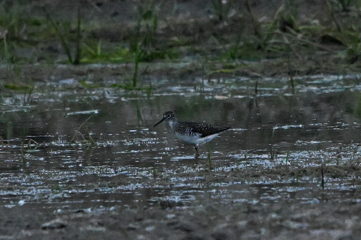 Solitary Sandpiper - Brian Henderson