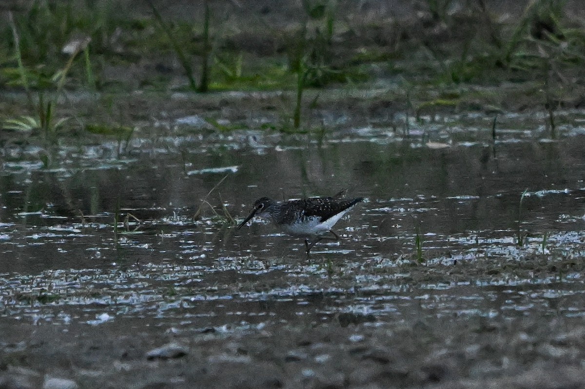 Solitary Sandpiper - ML621942756