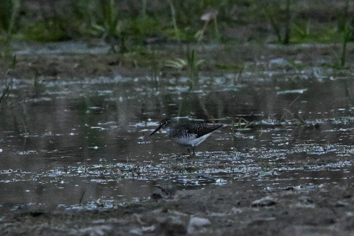 Solitary Sandpiper - ML621942770