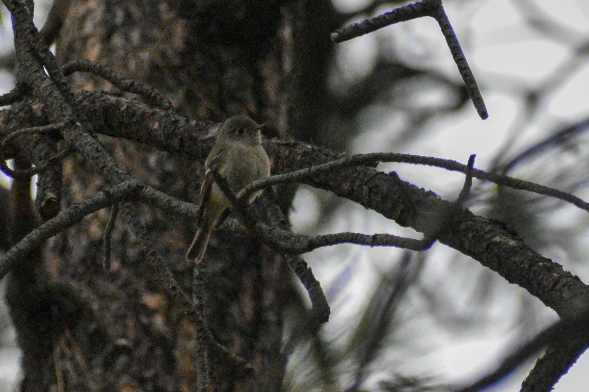 Dusky Flycatcher - ML621942774