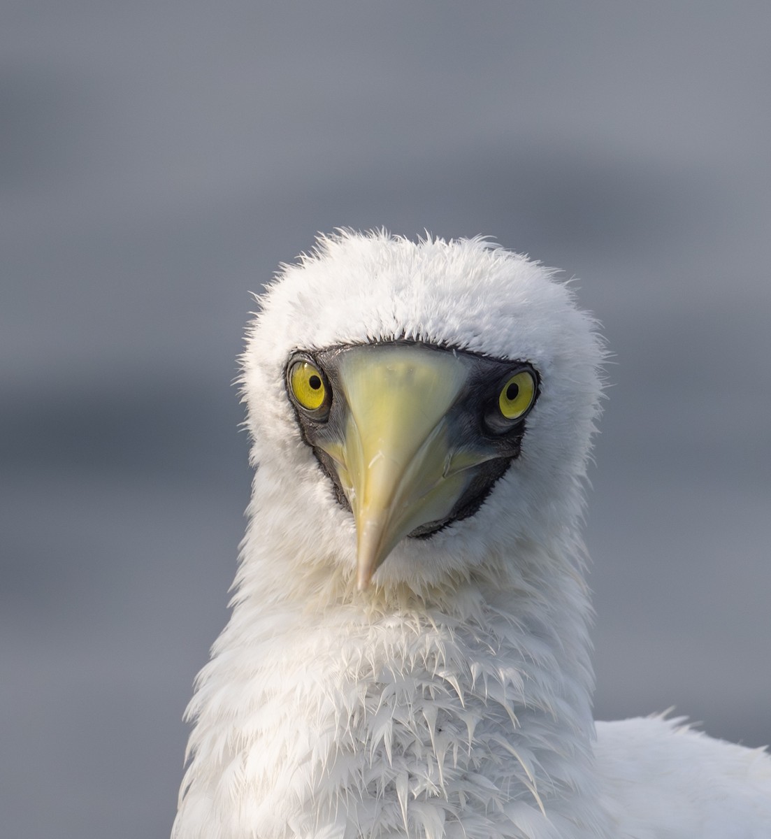 Masked Booby - ML621942855