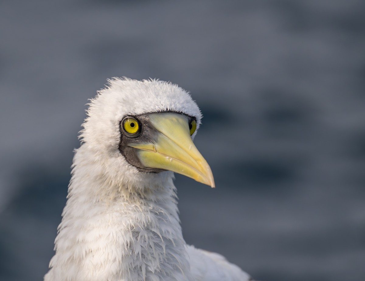 Masked Booby - ML621942858