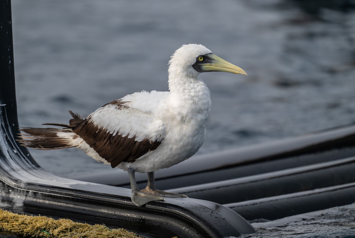 Masked Booby - ML621942860