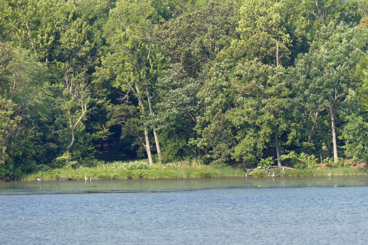 Great Egret - ML621942913