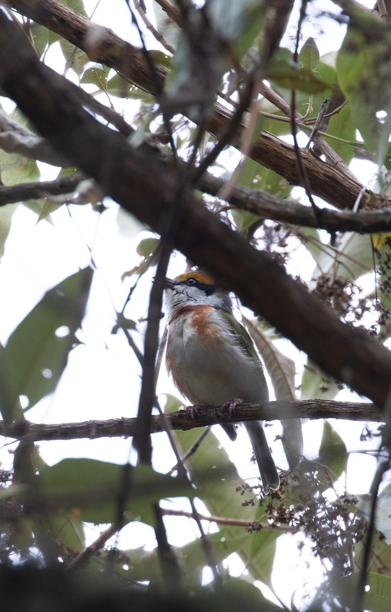 Chestnut-sided Shrike-Vireo - ML621942984