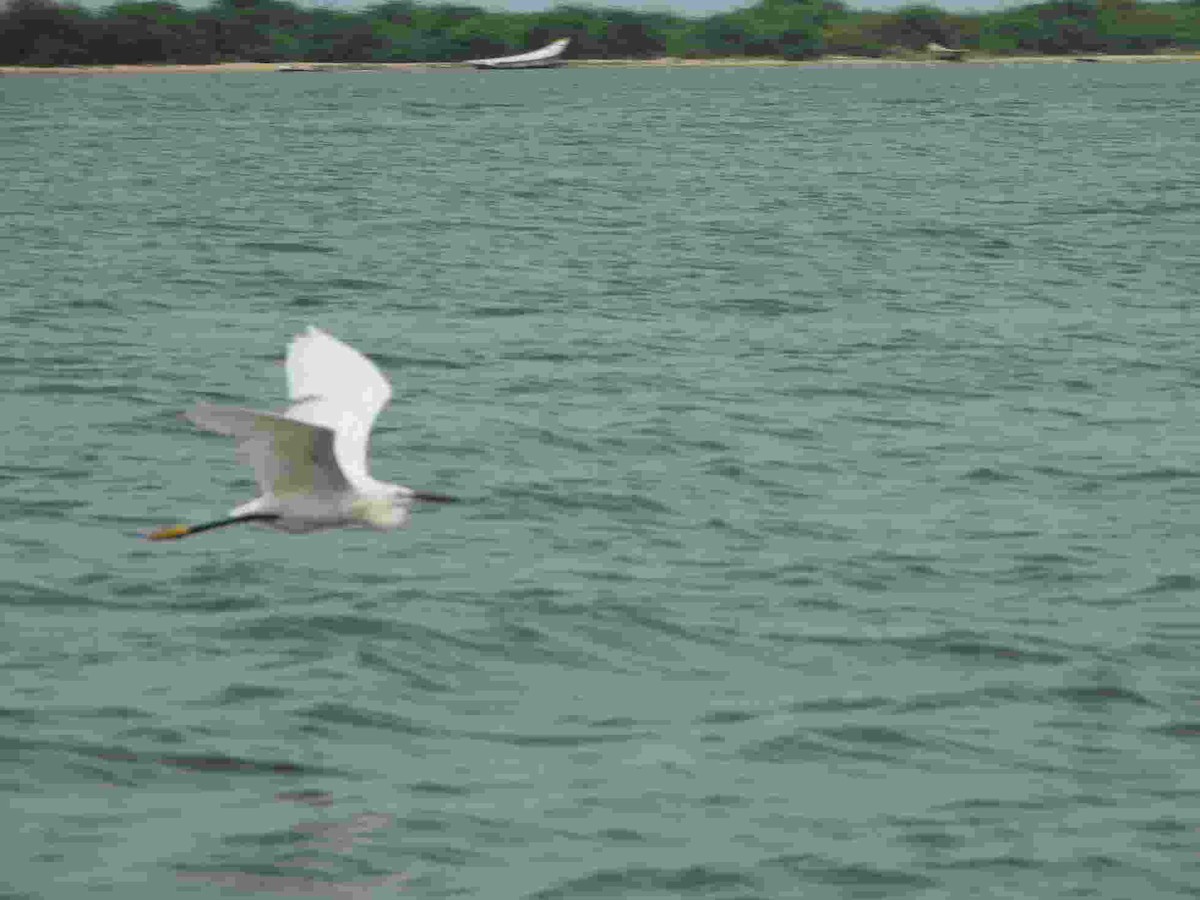 Little Egret - ML621943069