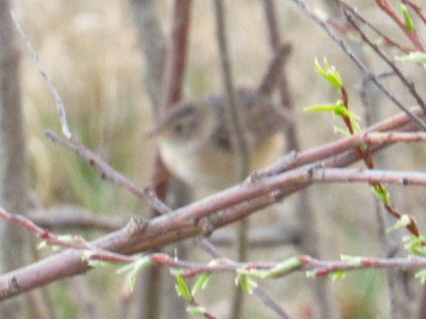 Sedge Wren - ML621943368