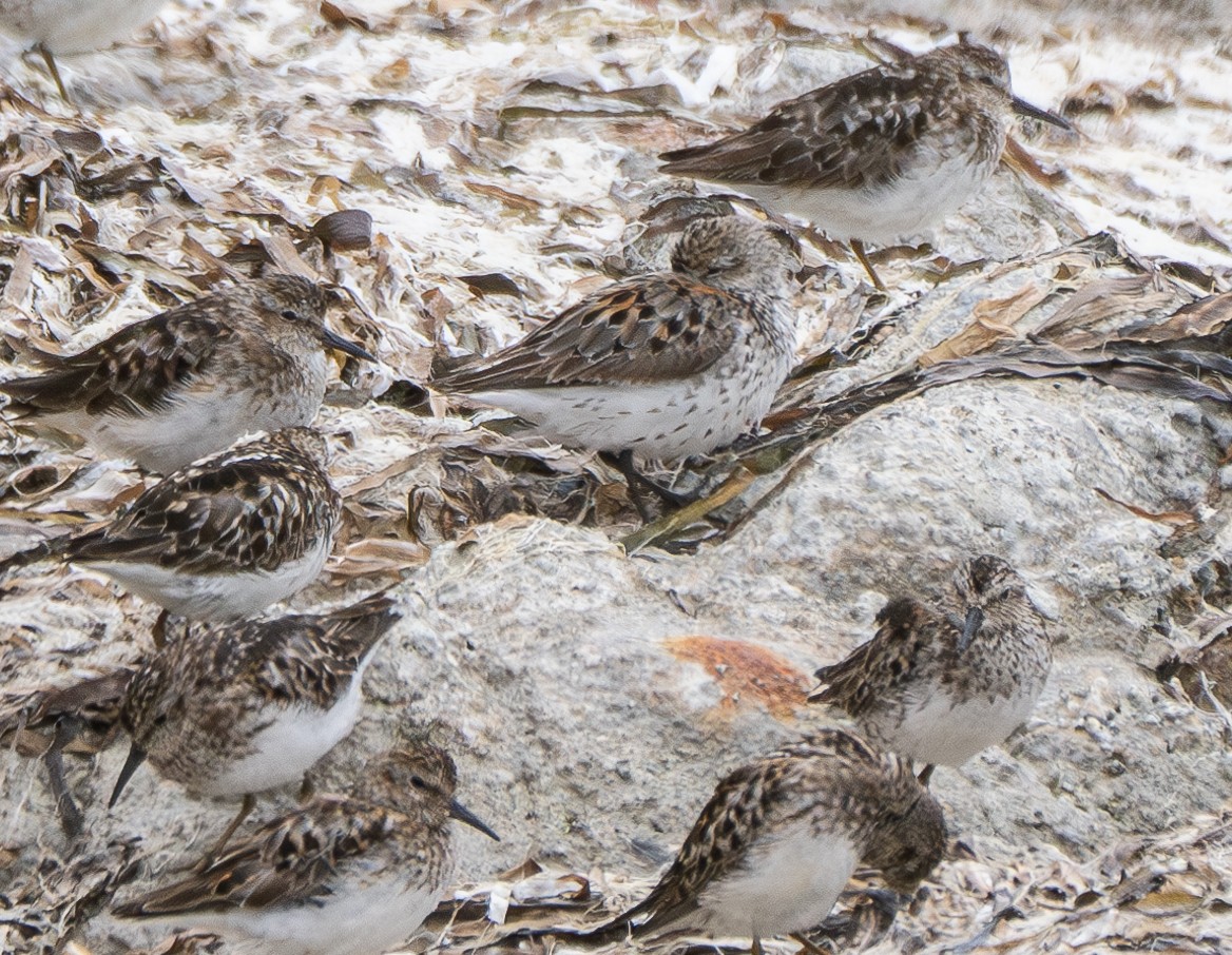 Western Sandpiper - ML621943436