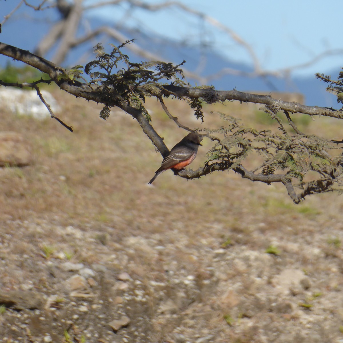 Vermilion Flycatcher - ML621943470
