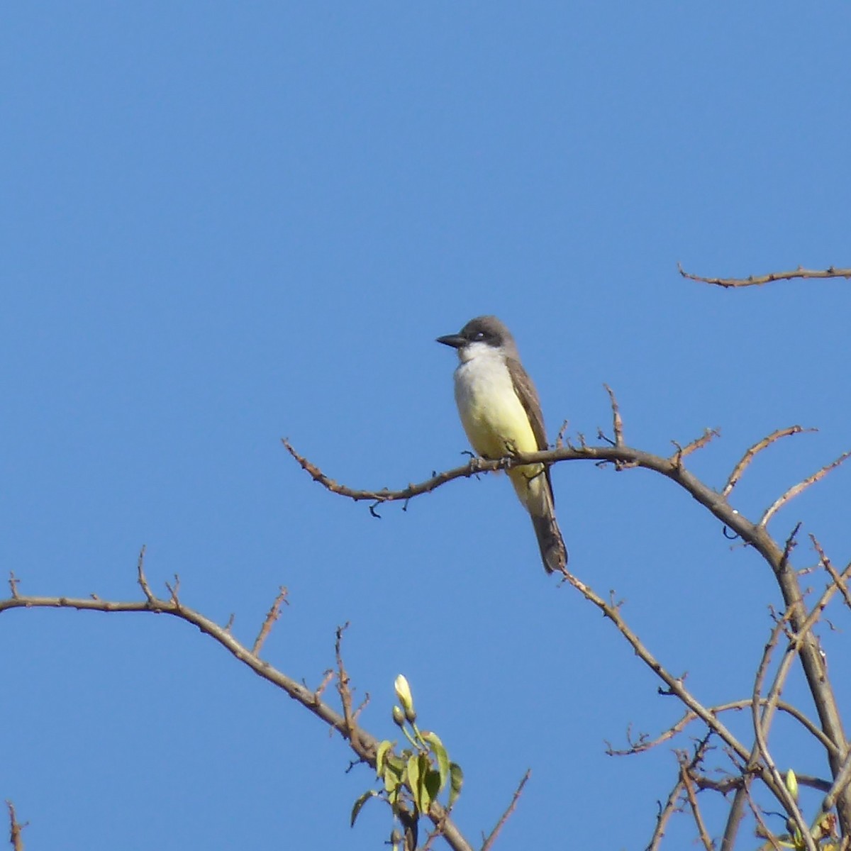 Thick-billed Kingbird - ML621943484