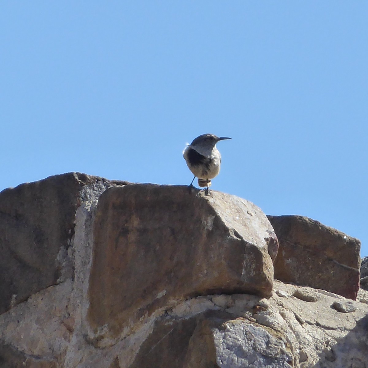 Rock Wren - ML621943491
