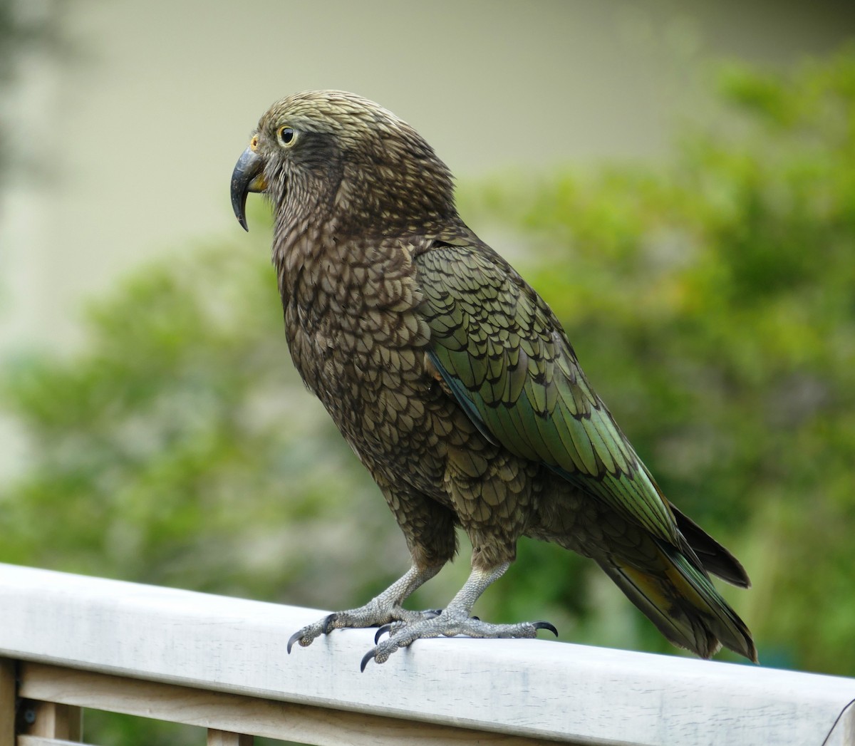 Kea - ML621943641