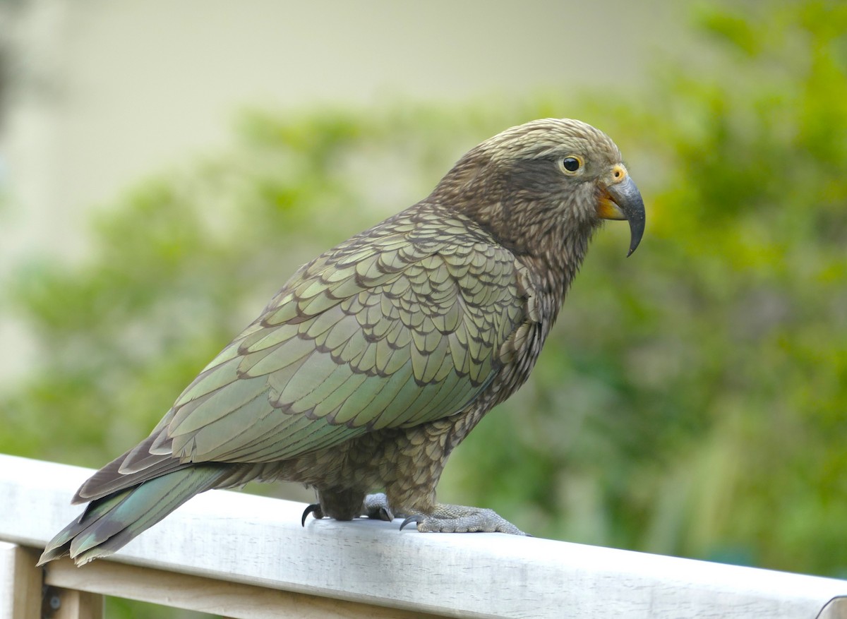 Kea - ML621943643