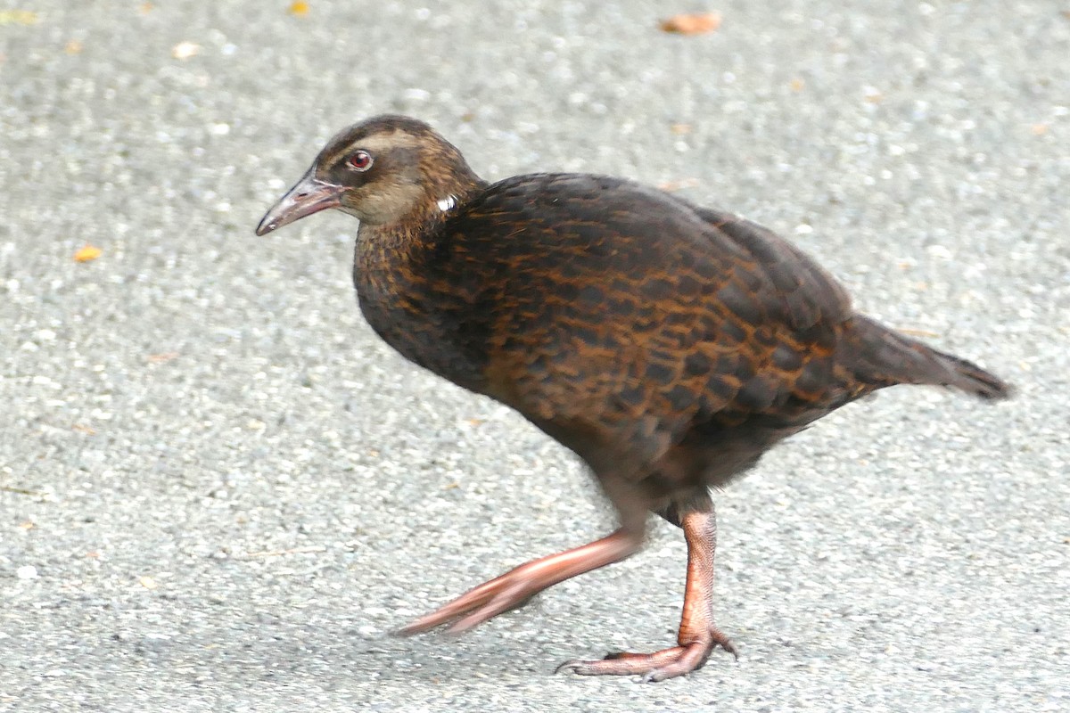 Weka - ML621943661