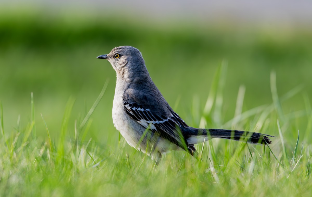 Northern Mockingbird - John Peckham