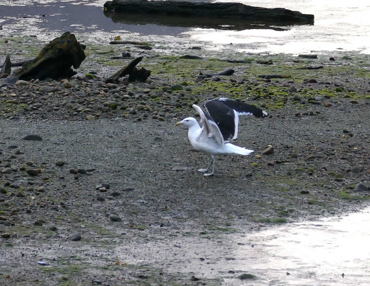 Kelp Gull - ML621943678