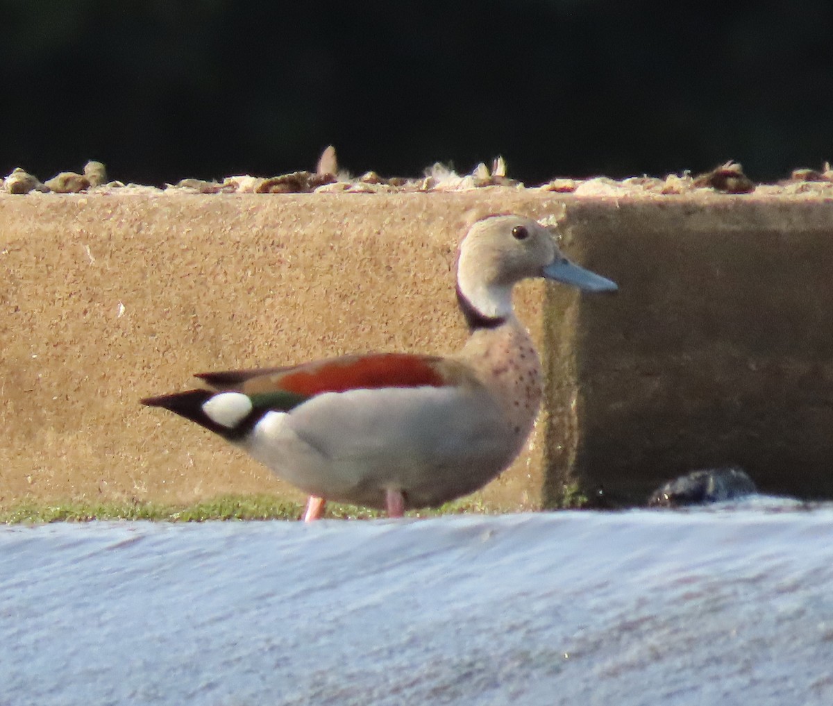 Ringed Teal - ML621943804