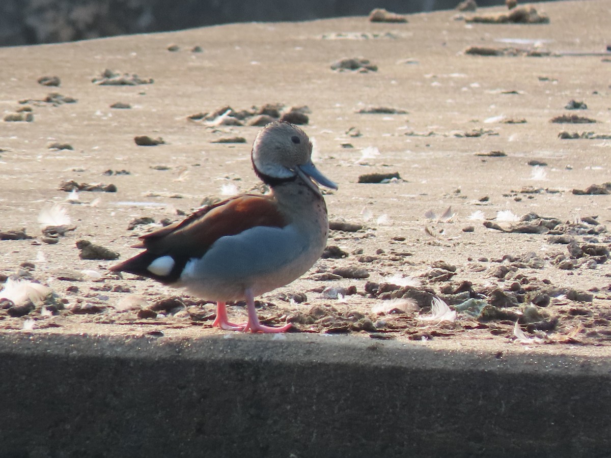 Ringed Teal - Alan Boyd