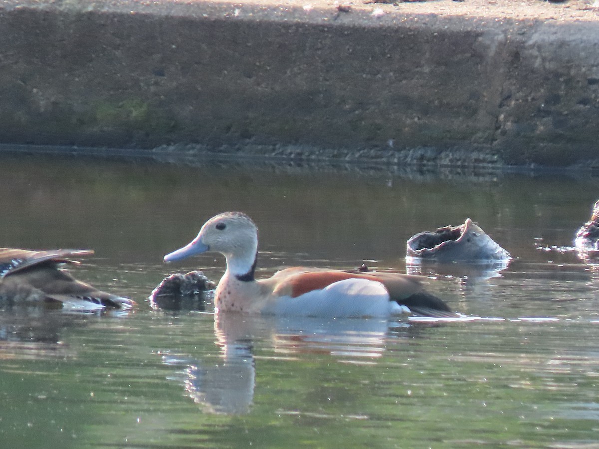 Ringed Teal - Alan Boyd