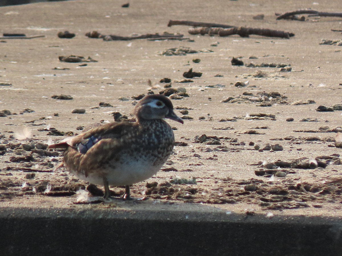 Wood Duck - ML621943812