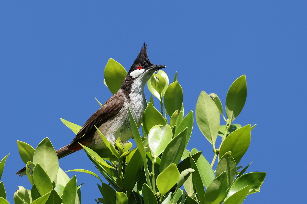 Red-whiskered Bulbul - Brandon Stidum