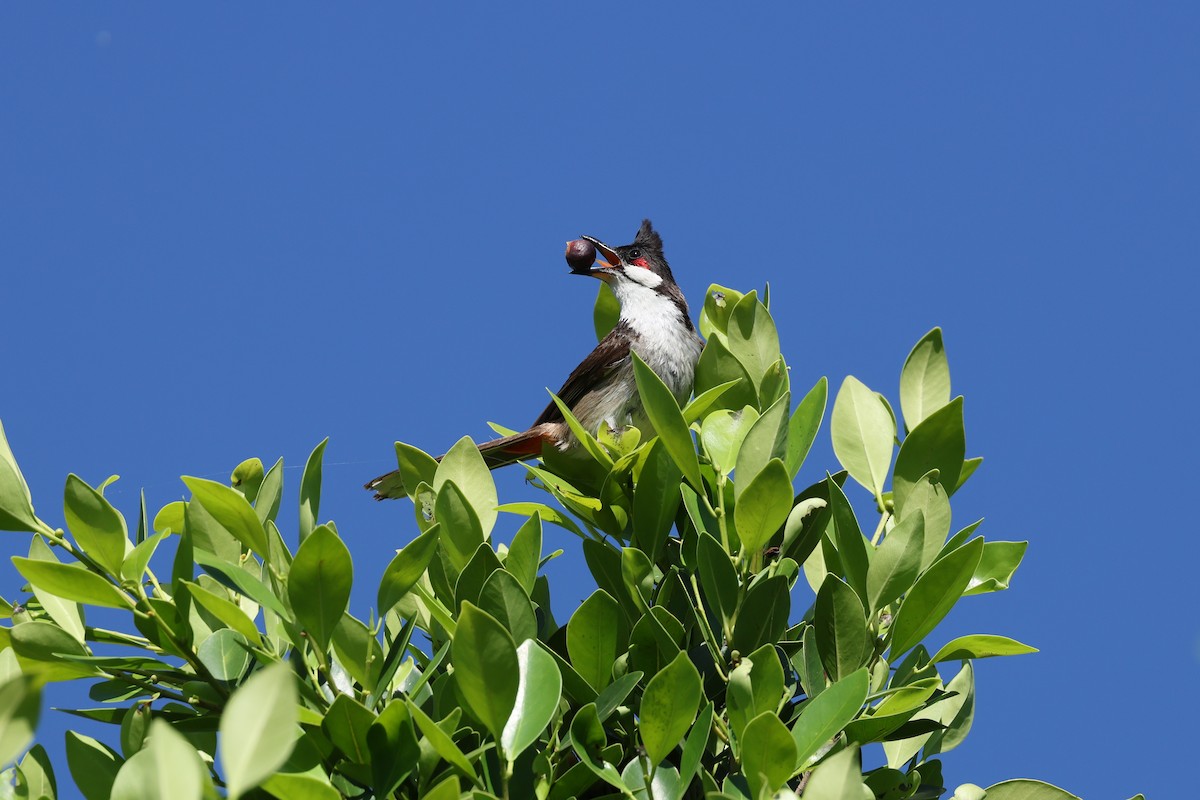 Red-whiskered Bulbul - ML621943866