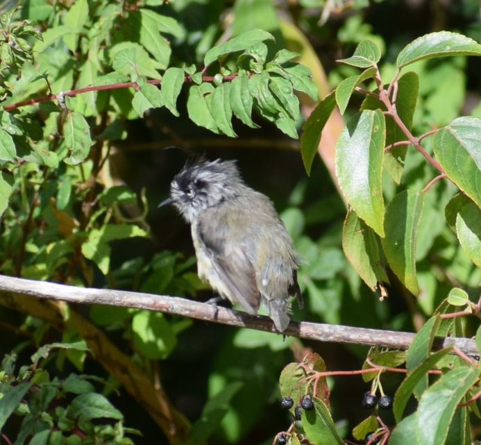 Tufted Tit-Tyrant - ML621943867