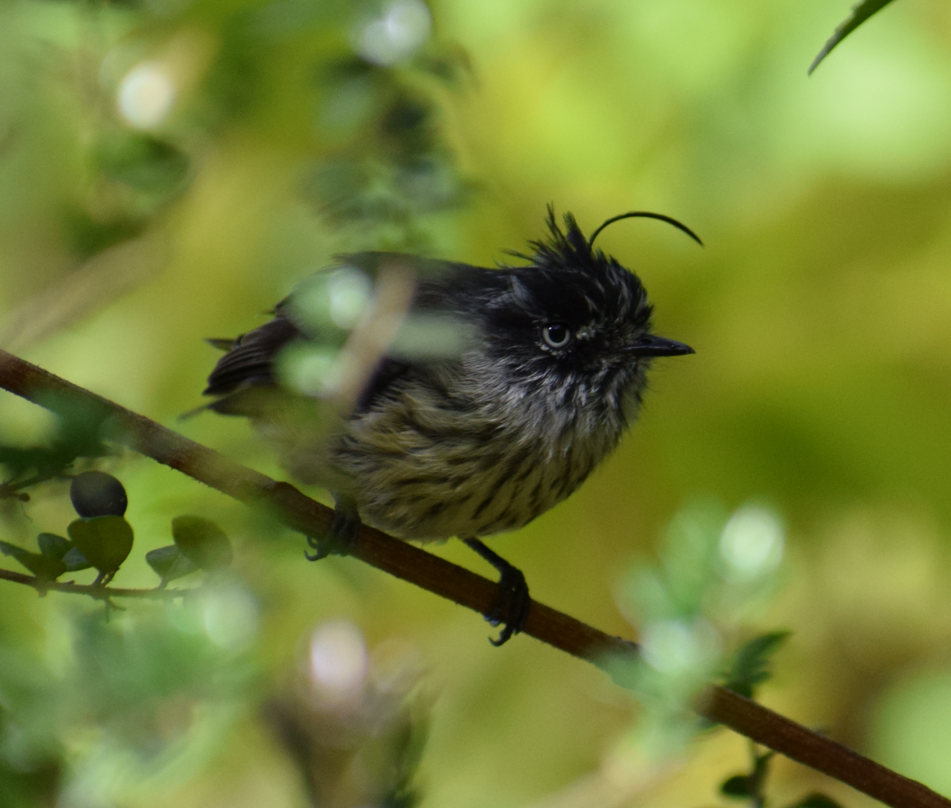 Tufted Tit-Tyrant - ML621943868