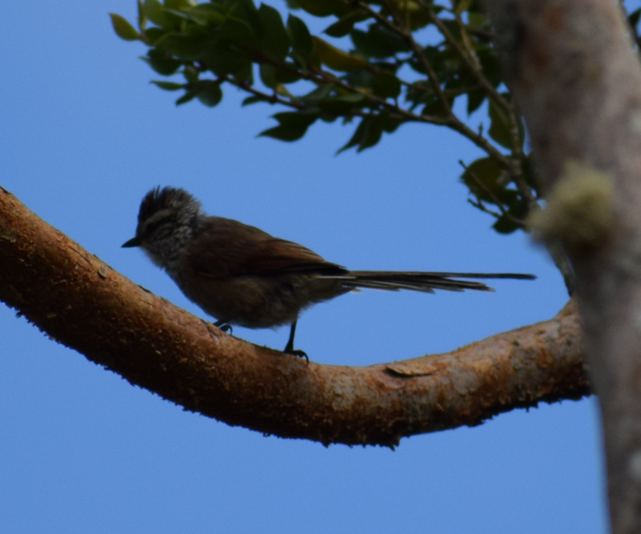 Plain-mantled Tit-Spinetail - ML621943890