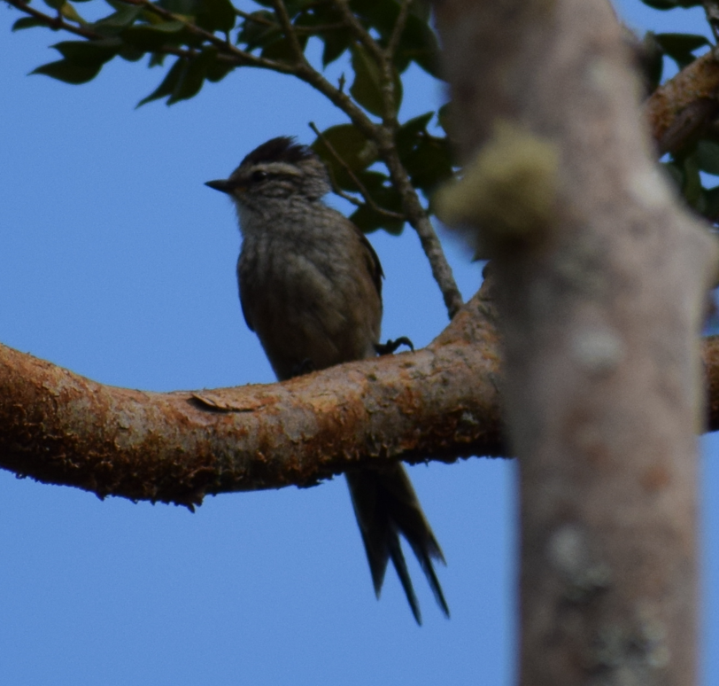 Plain-mantled Tit-Spinetail - ML621943891