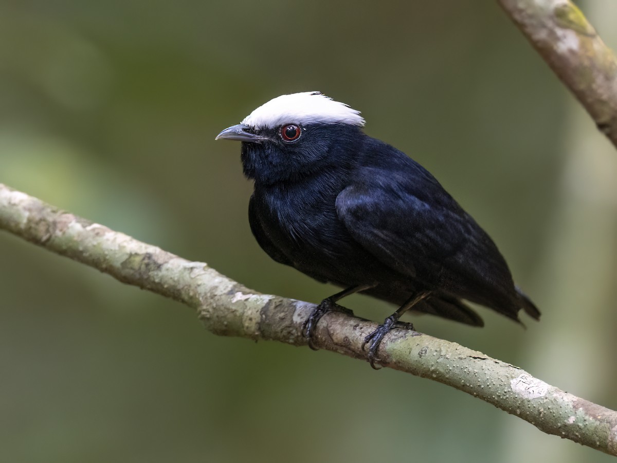 White-crowned Manakin - Andres Vasquez Noboa