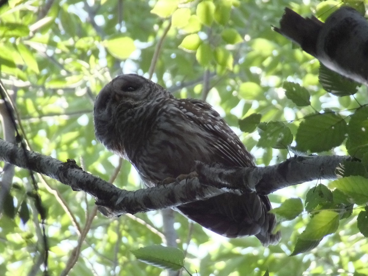 Barred Owl - ML621943907