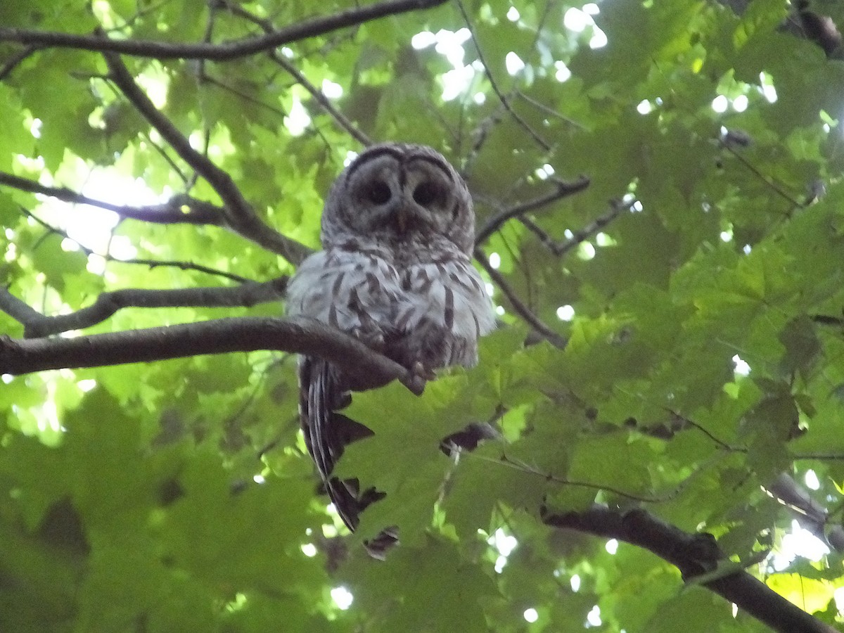 Barred Owl - ML621943912