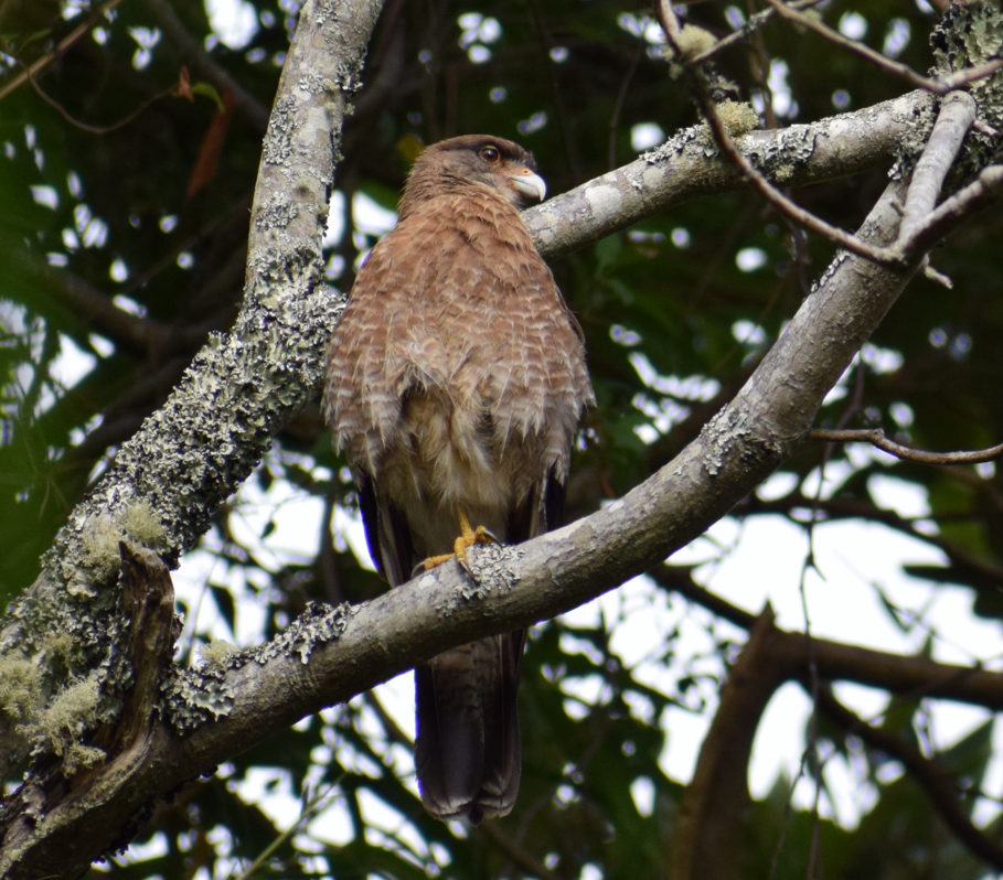 Chimango Caracara - ML621943923