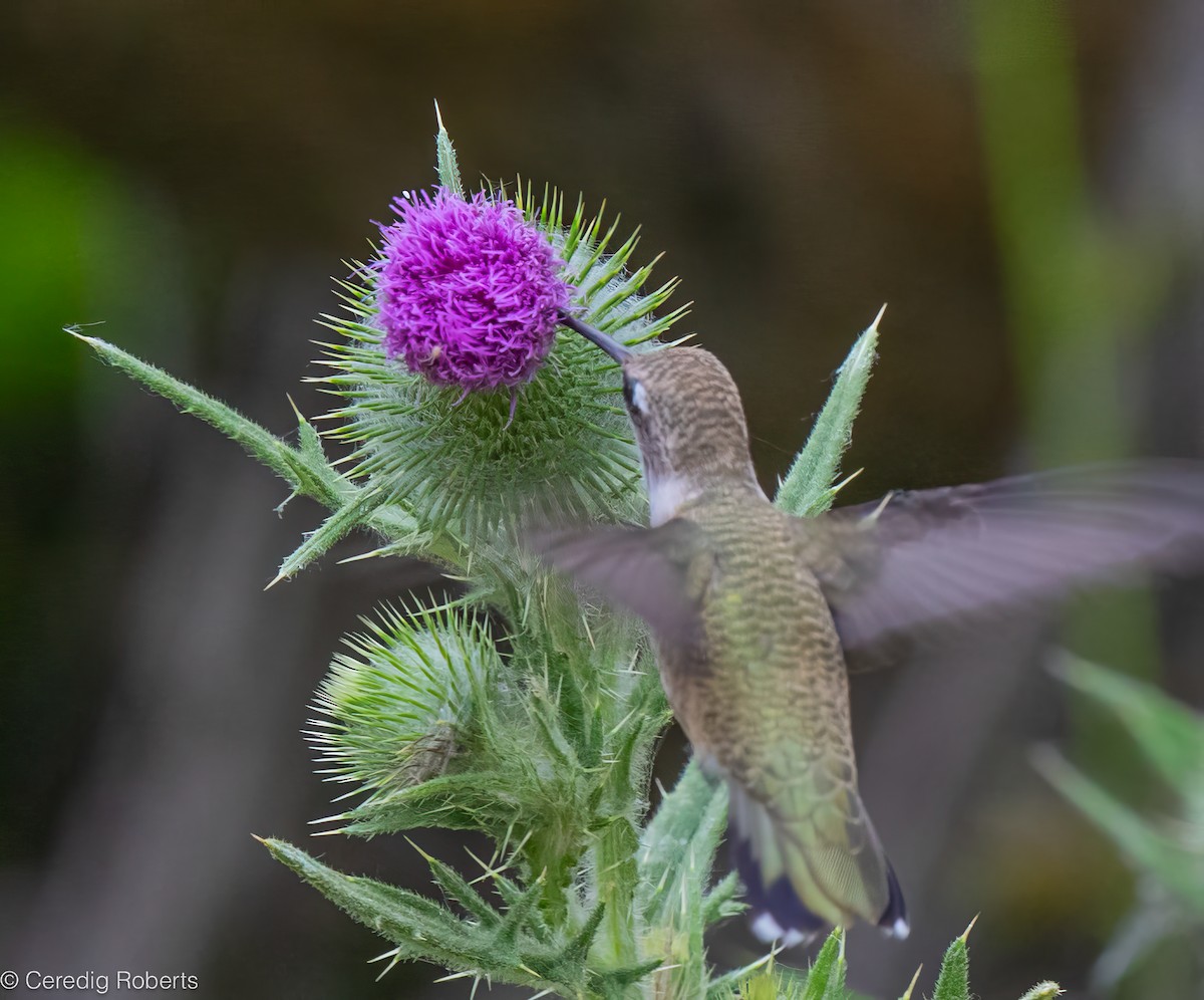 Black-chinned Hummingbird - ML621943950