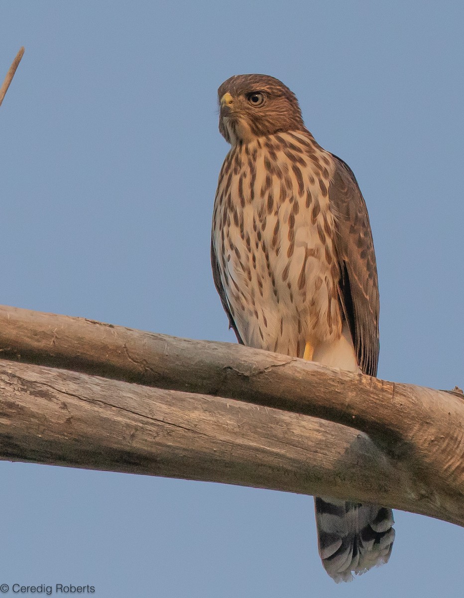 Cooper's Hawk - ML621943952