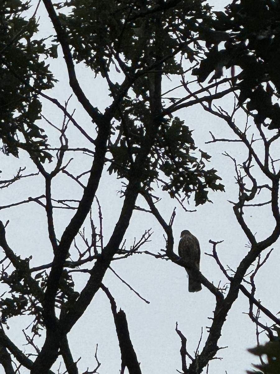 Sharp-shinned Hawk - ML621943957