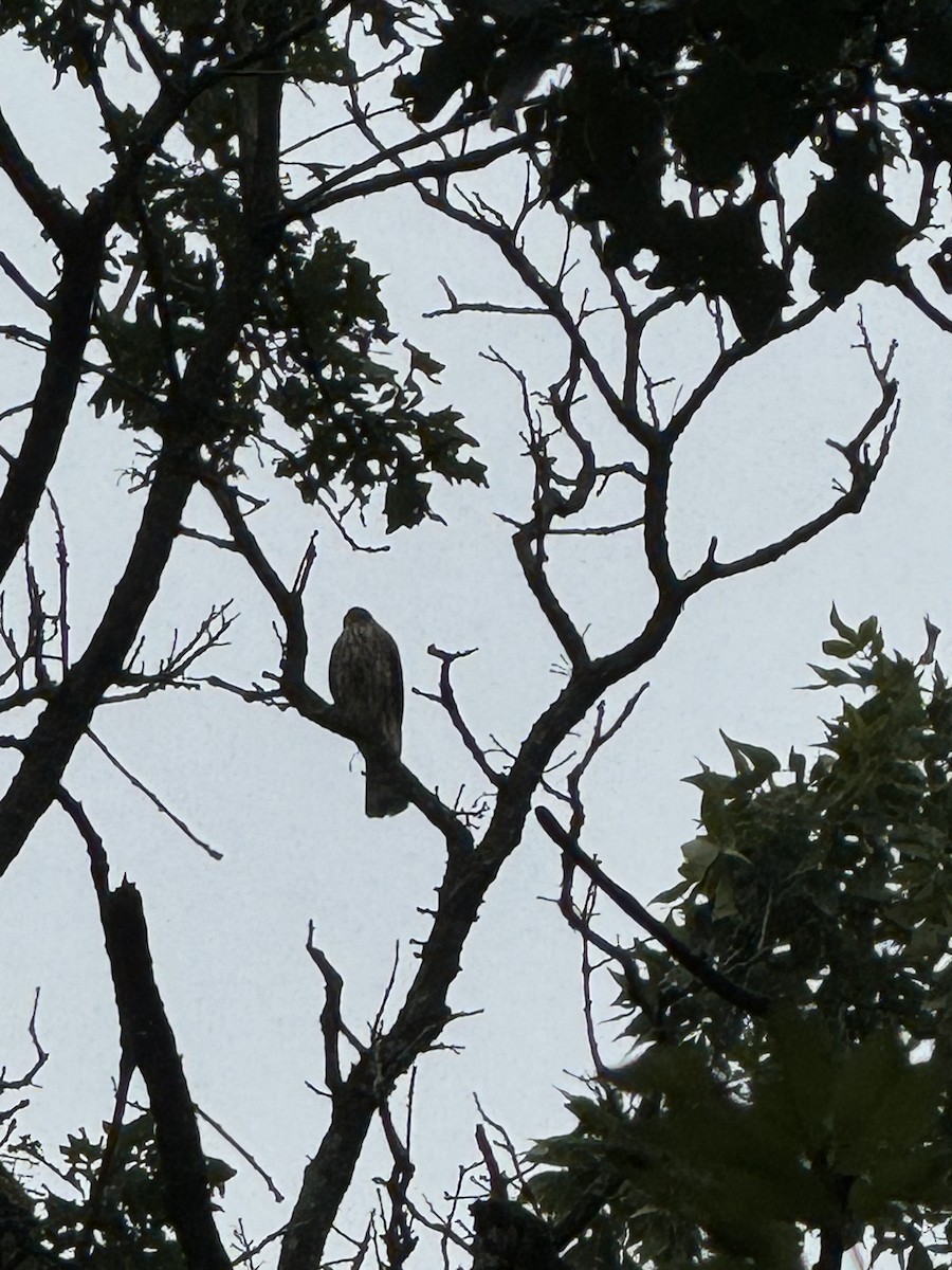 Sharp-shinned Hawk - ML621943958