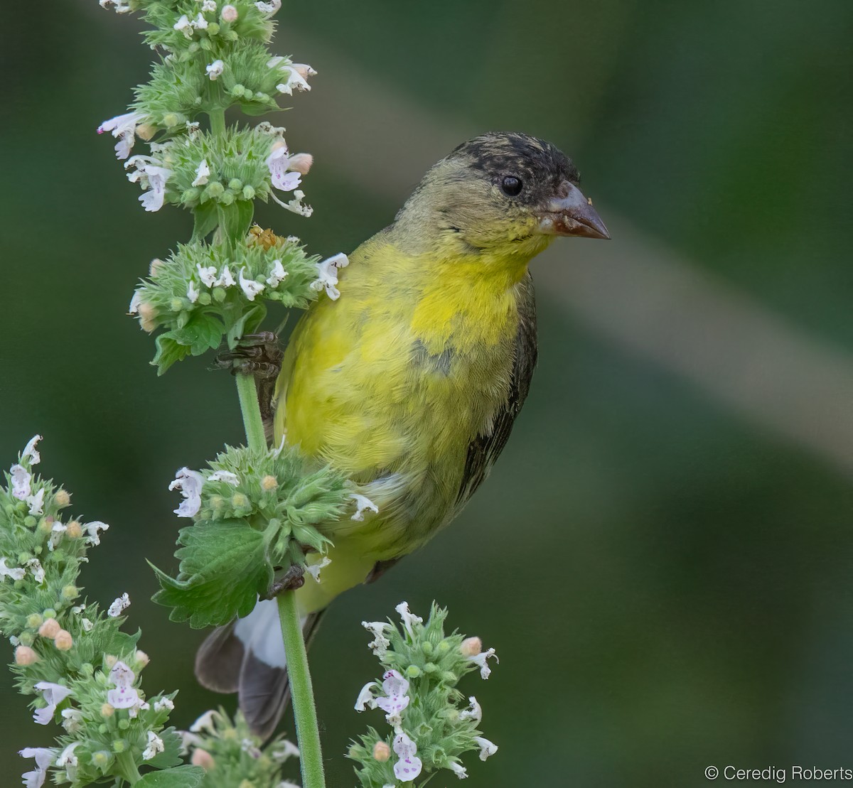 Lesser Goldfinch - ML621943988