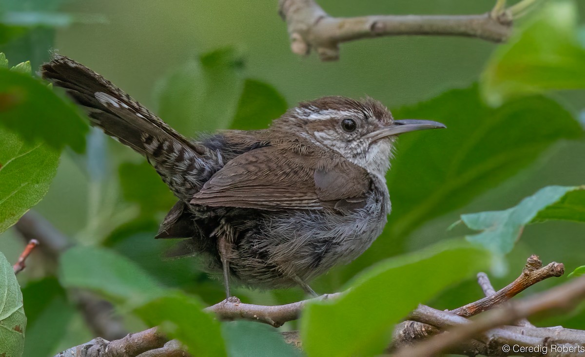 Bewick's Wren - ML621944001