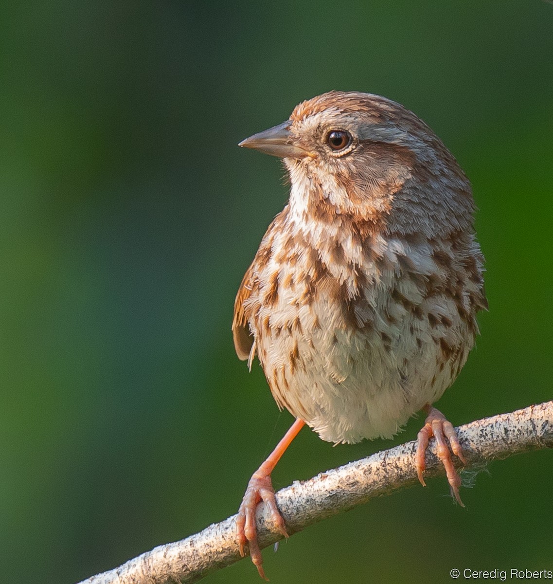 Song Sparrow - ML621944047