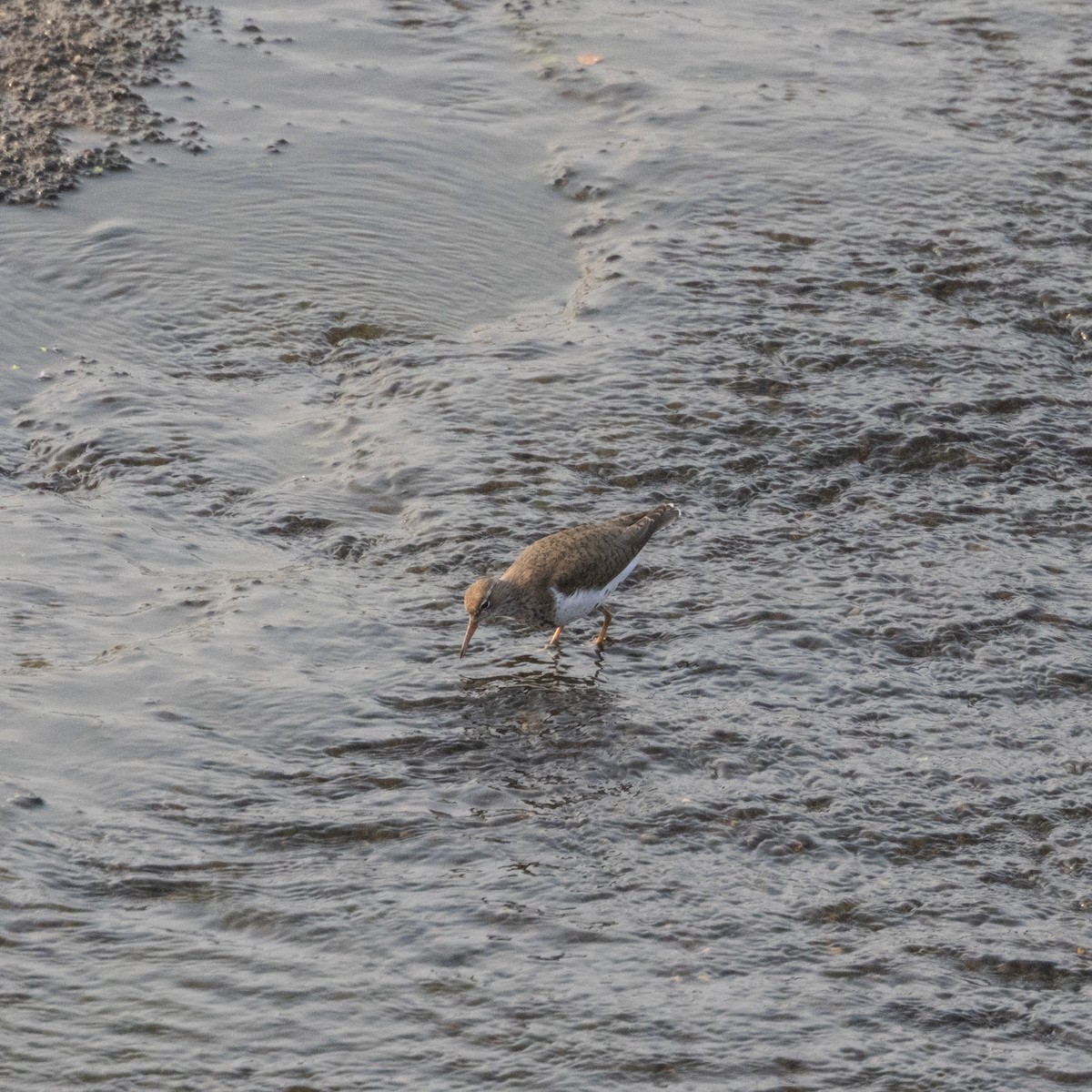 Spotted Sandpiper - ML621944217